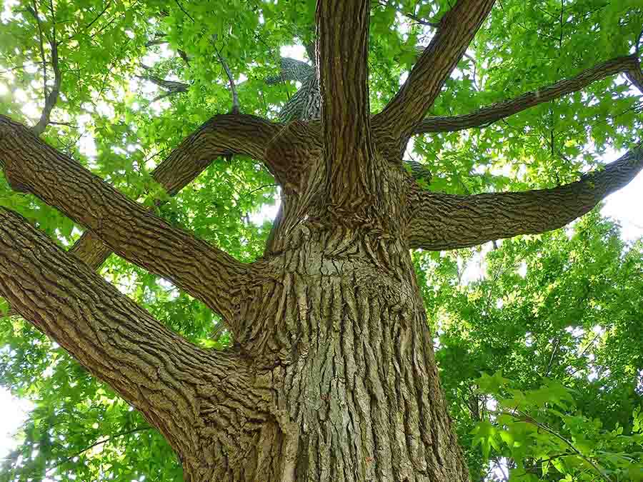 cây gỗ sồi tán xanh